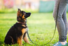 Free Dog Training Classes At Creature Teachers