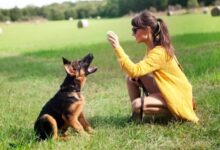Tips for a German Shepherd Training - You Need Know